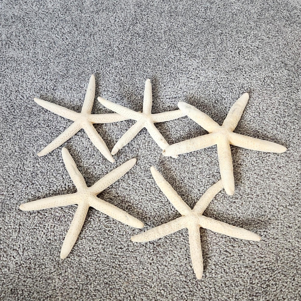5 Real Starfish- Bedroom Decor